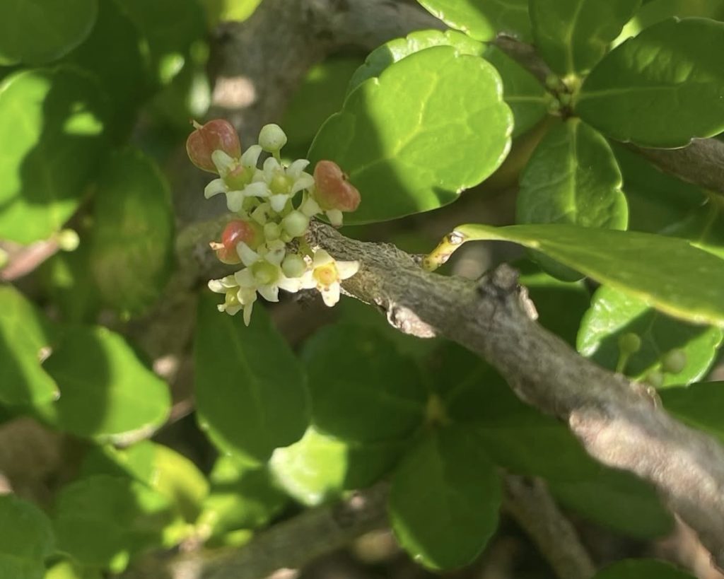 ハートのなる木の小さな白い花