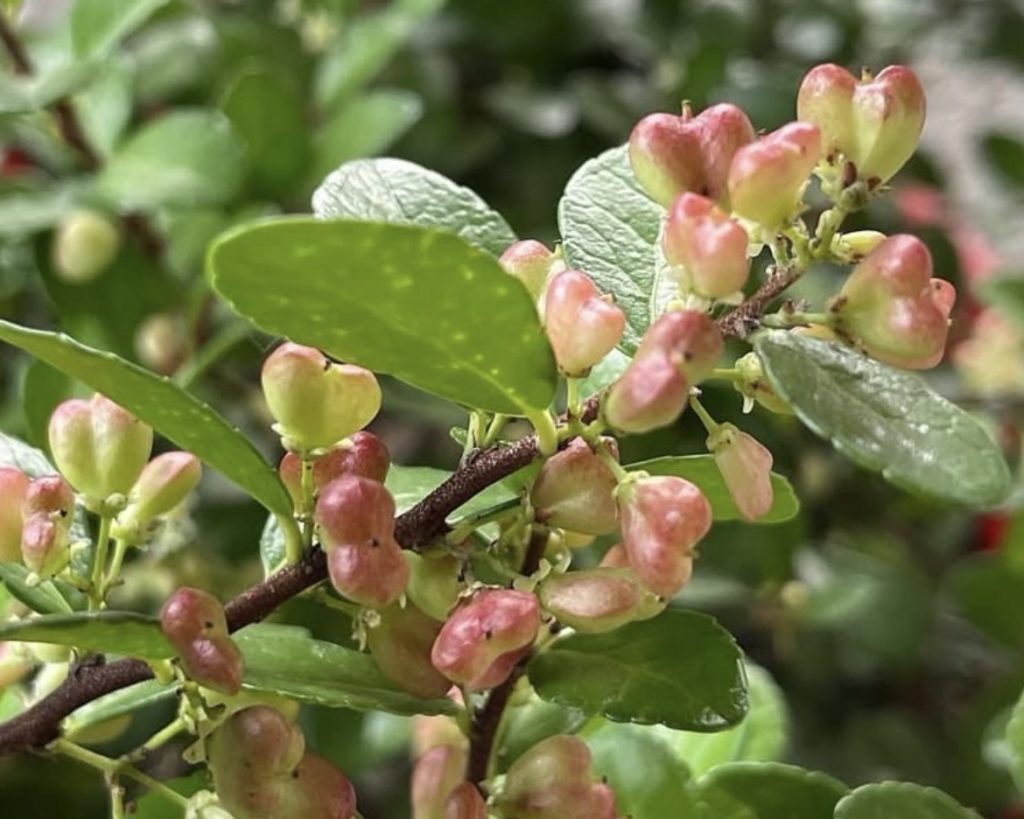 ハートのなる木の実