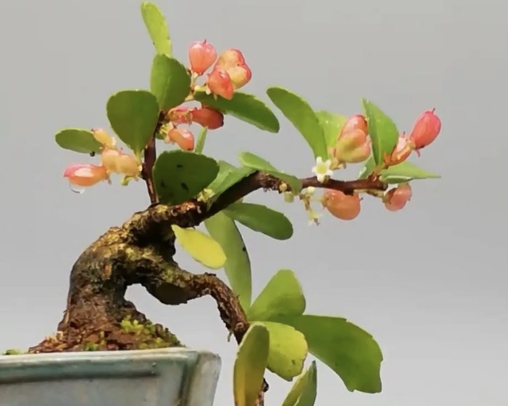 盆栽風のハートのなる木