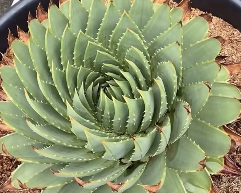 大株のポリフィラ