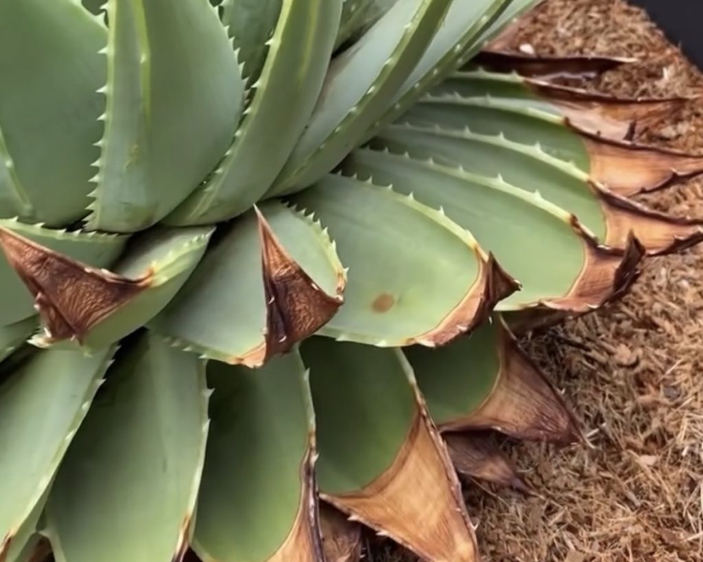 葉先が枯れ込んでいるポリフィラ