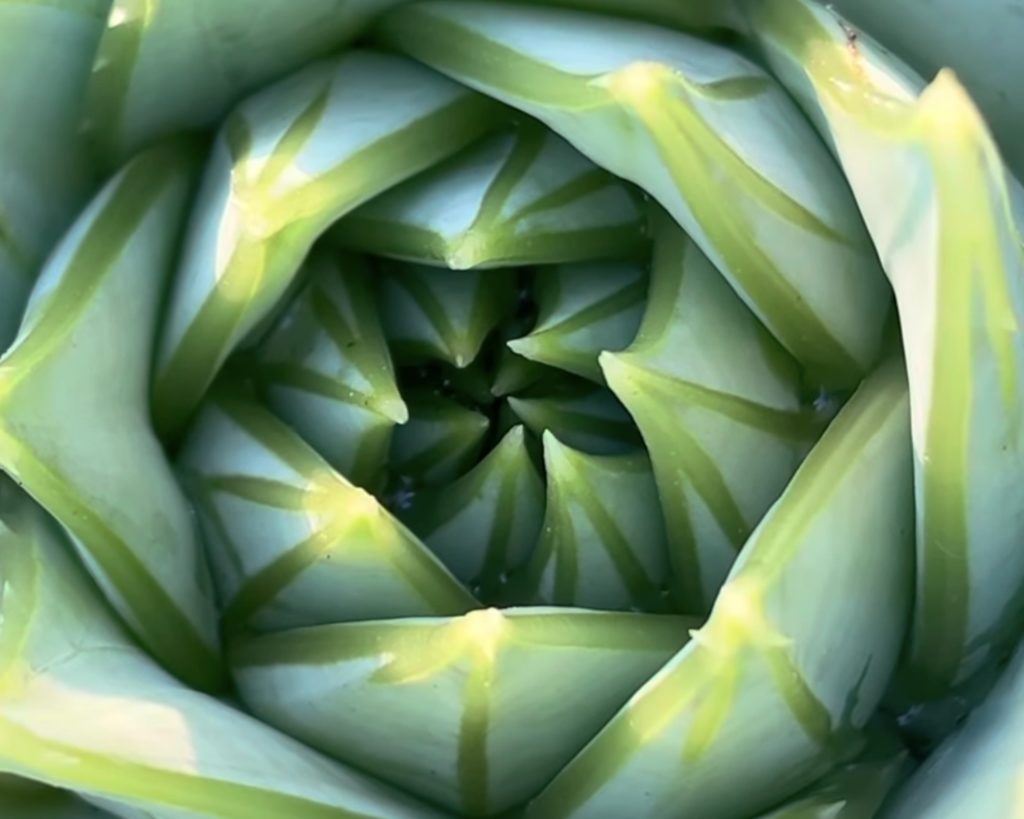 ポリフィラの成長点