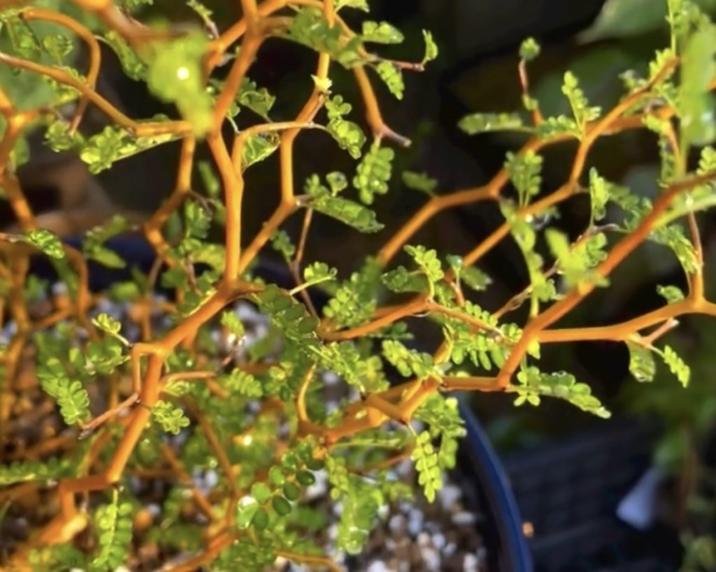 ソフォラ・リトルベイビーの画像